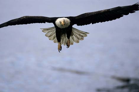 bald eagle in flight dutch harbor alaska photo
