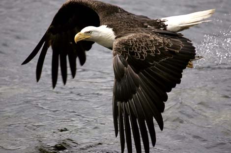 bald eagle dutch harbor alaska photo