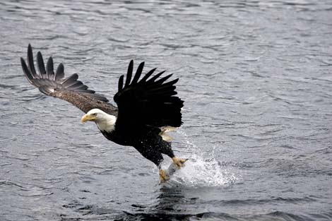 bald eagle dutch harbor alaska photo