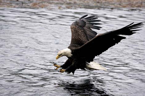 bald eagle in flight dutch harbor alaska photo