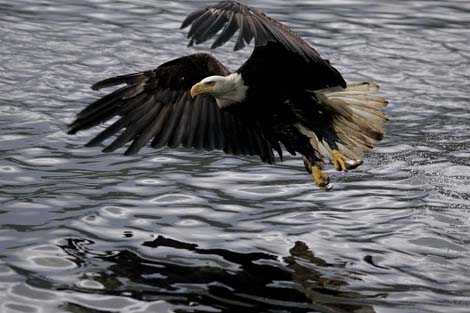 bald eagle dutch harbor alaska photo
