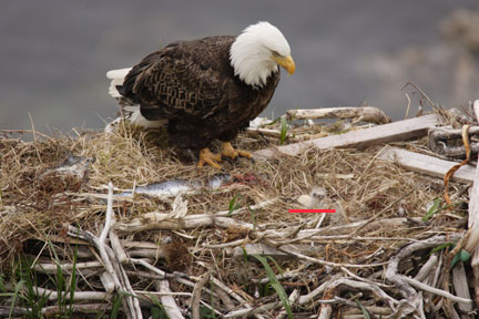 bald eagle baby in nest dutch harbor alaska photo