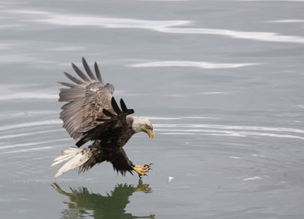 bald eagle snagging a fish dutch harbor alaska photo