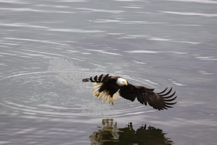 bald eagle in flight dutch harbor alaska photo