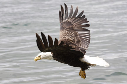 bald eagle in flight dutch harbor alaska photo