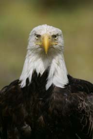 bald eagle dutch harbor alaska photo