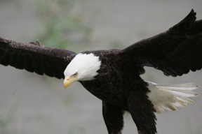 bald eagle dutch harbor alaska photo