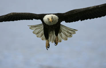 bald eagle in flight dutch harbor alaska photo