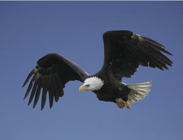 bald eagle in flight dutch harbor alaska photo