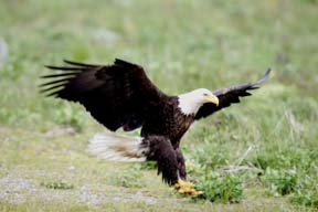 bald eagle dutch harbor alaska photo
