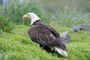 bald eagle dutch harbor alaska photo