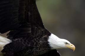bald eagle in flight dutch harbor alaska photo
