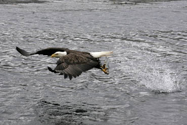 bald eagle dutch harbor alaska photo