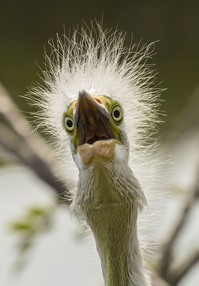baby egret with crazy feathers