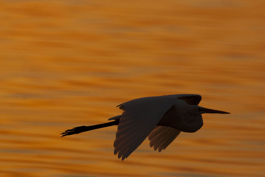 great egret sunrise flight photo