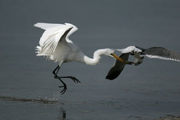 great egret and sea gull fighitng over food photo