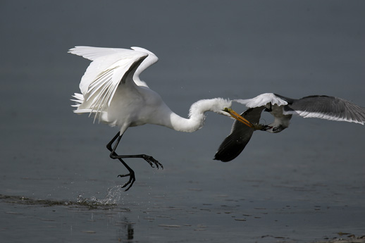 egret and gull food fight photograph fort desoto