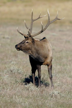 colorado elk rut wildlife photography workshop