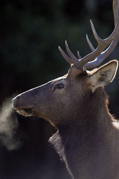 bull elk, breathing steam, wildlife, colorado, wildlife portrait
