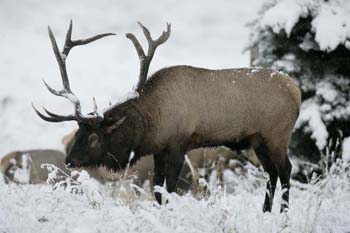 bull elk in snow photo, wildlife, colorado, elk rut season