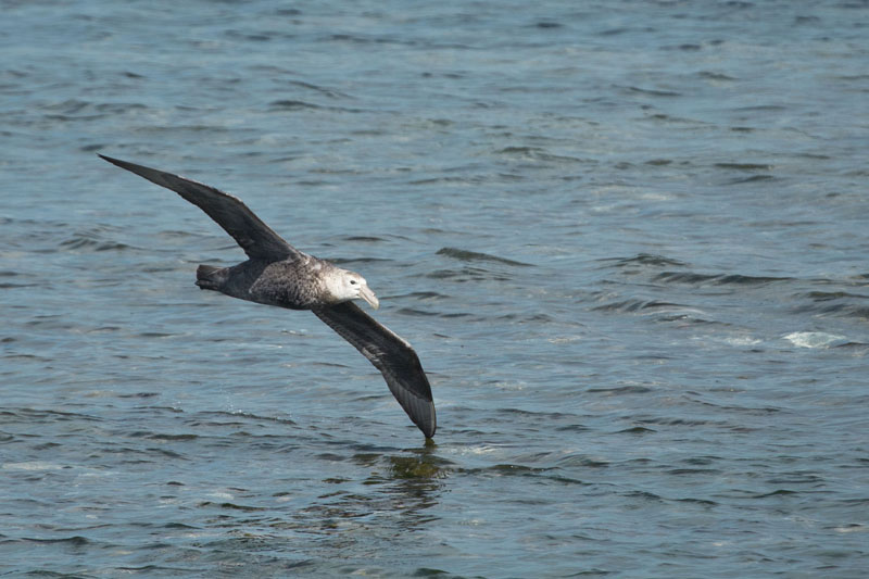 petrel in flight