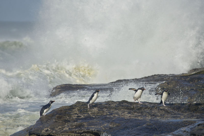 rockhopper penguins and crashing waves