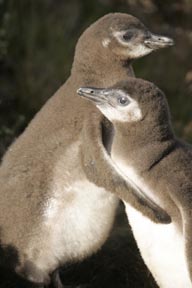 magellanic penguins saunders island falkland islands photograph
