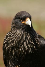 striated caracara sea llon island falkland islands photograph