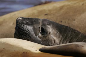 southern elephant seal sea lion island falkland islands photograph