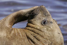 southern elephant seal sea lion island falkland islands photograph