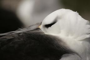 black-browed albatross saunders island falkland islands photograph