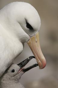 baby black-browed albatross saunders island falkland islands photograph