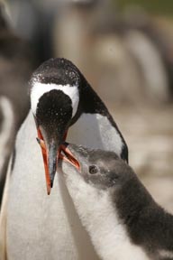 magellanic penguin in the water photograph, penguins of falkland islands photo workshop