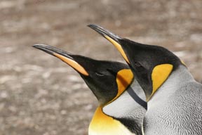 king penguin pair falkland islands photograph