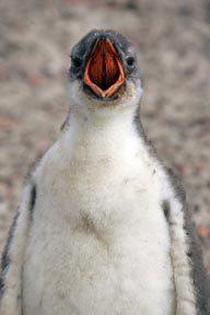 gentoo penguin baby  saunders island falkland islands photograph