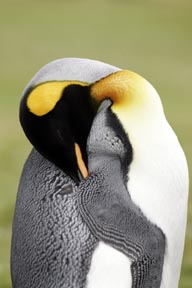 king penguin resting photograph