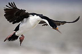 rock cormorant in flight photograph, penguins of falkland islands photo workshop