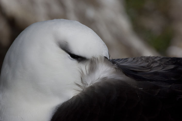 black browed albatross head tucked in