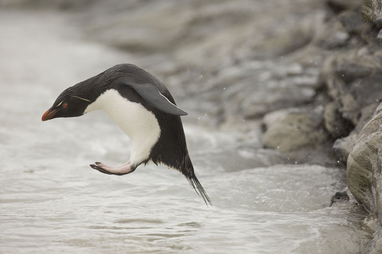 rockhopper jumping into water