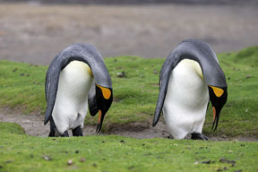 penguins of falkland islands photography workshop