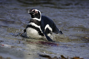 magellanic penguin in the water photograph, penguins of falkland islands photo workshop