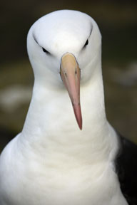 adult black-browed albatross portrait photograph, penguins of falkland islands photo workshop