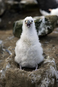 black-browed albatross chick photograph, penguins of falkland islands photo workshop