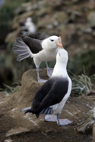 black-browed albatross saunders island falkland islands photograph