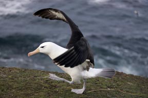 black-browed albatross saunders island falkland islands photograph