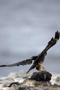 striated caracara sea llon island falkland islands photograph