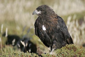striated caracara sea llon island falkland islands photograph
