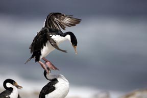 king cormorant sea lion island falkland islands photograph