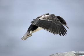 king cormorant sea lion island falkland islands photograph