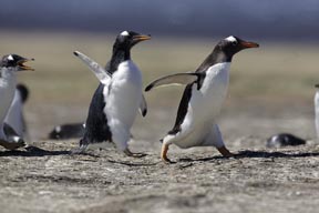 gentoo penguin sea lion island falkland islands photograph